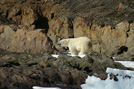 Arctic 16