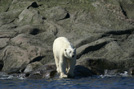 Arctic 17
