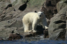 Arctic 18