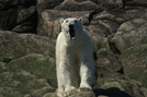 Arctic 19