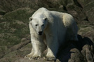 Arctic 20