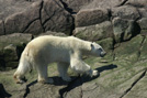 Arctic 21