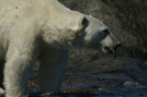 Arctic 24