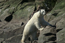 Arctic 25