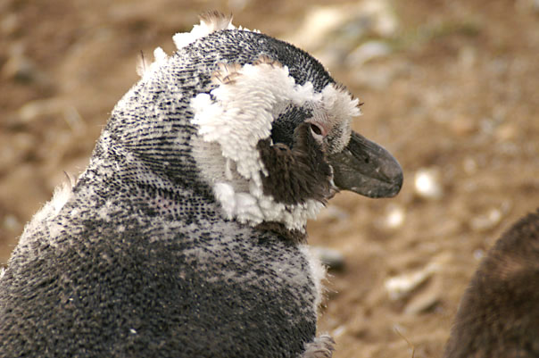 Otway Sound Penguins