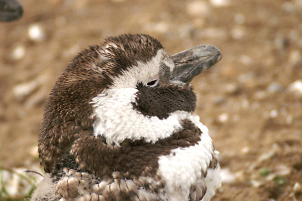 Otway Sound Penguins
