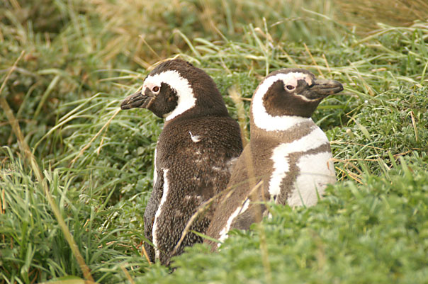 Otway Sound Penguins
