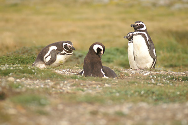 Otway Sound Penguins