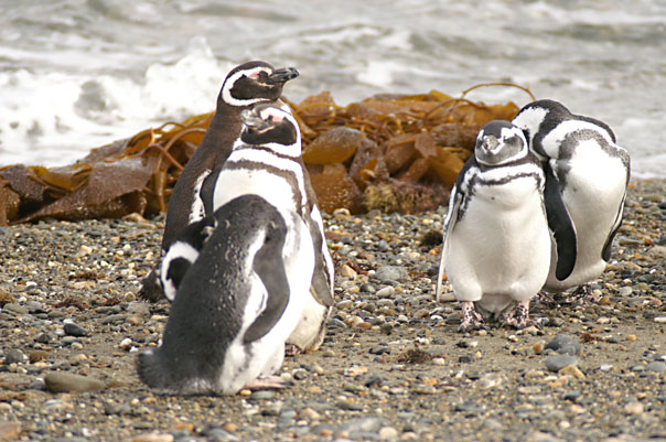 Otway Sound Penguins