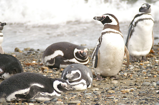 Otway Sound Penguins