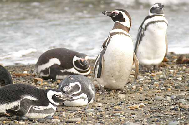 Otway Sound Penguins