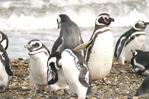 Otway Sound Penguins
