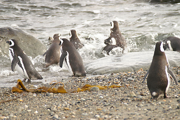 Otway Sound Penguins