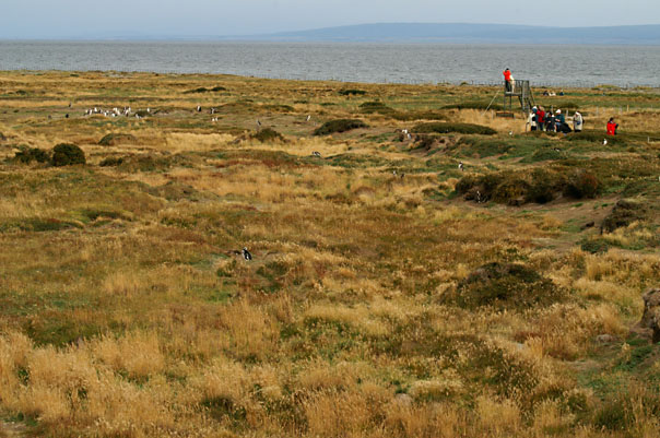 Otway Sound Penguins