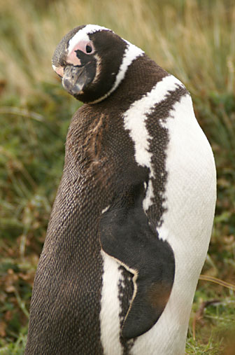 Otway Sound Penguins