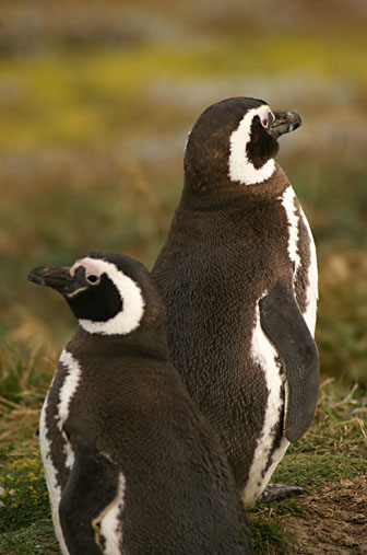 Otway Sound Penguins