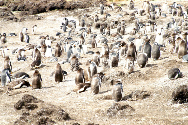 Falkland Penguins