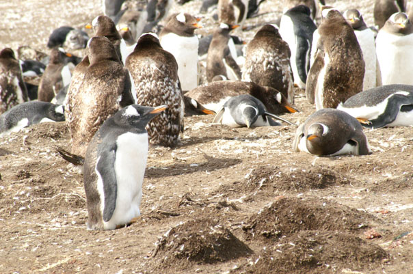 Falkland Penguins