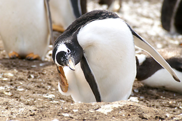 Falkland Penguins