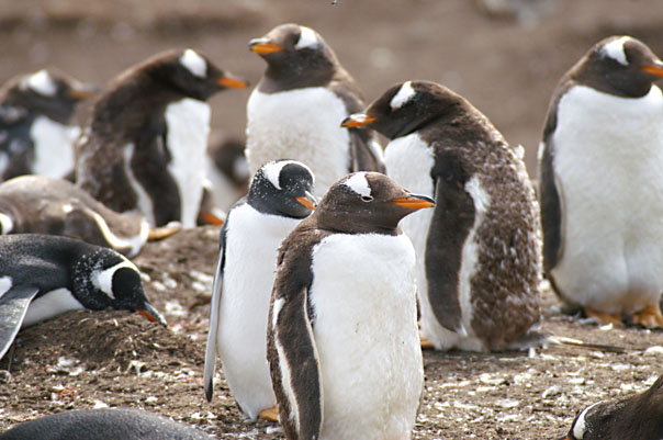 Falkland Penguins