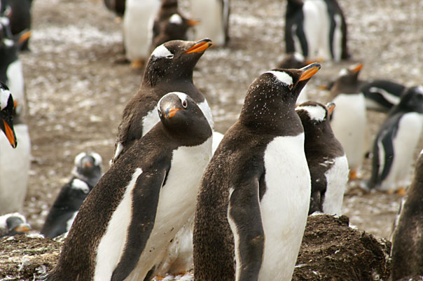 Falkland Penguins