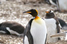 Penguins 16