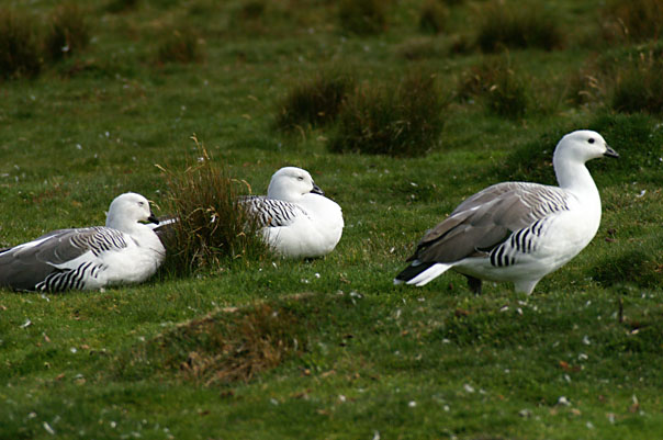 Falkland Penguins