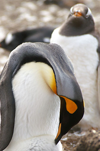 Falkland Penguins