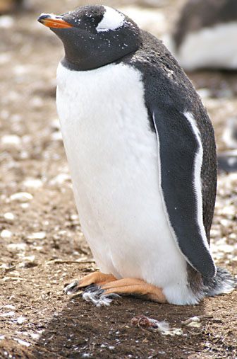 Falkland Penguins