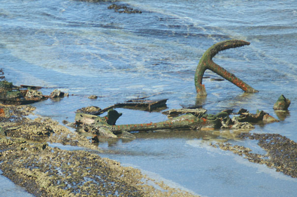 Elephant Seals & Sea Lions