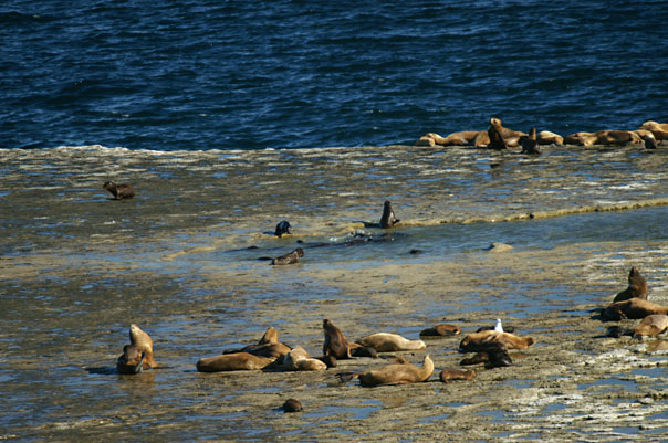 Elephant Seals & Sea Lions