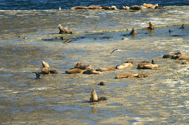 Elephant Seals & Sea Lions