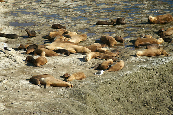 Elephant Seals & Sea Lions