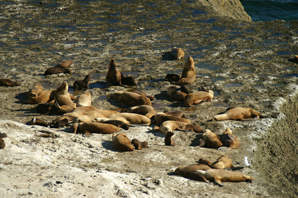 Elephant Seals & Sea Lions