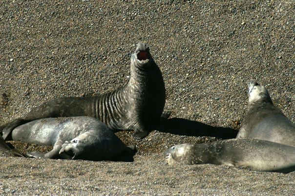 Elephant Seals & Sea Lions