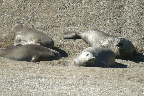 Elephant Seals & Sea Lions