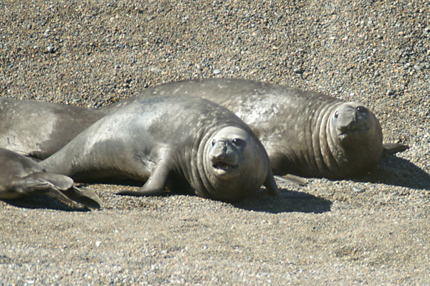 Elephant Seals & Sea Lions